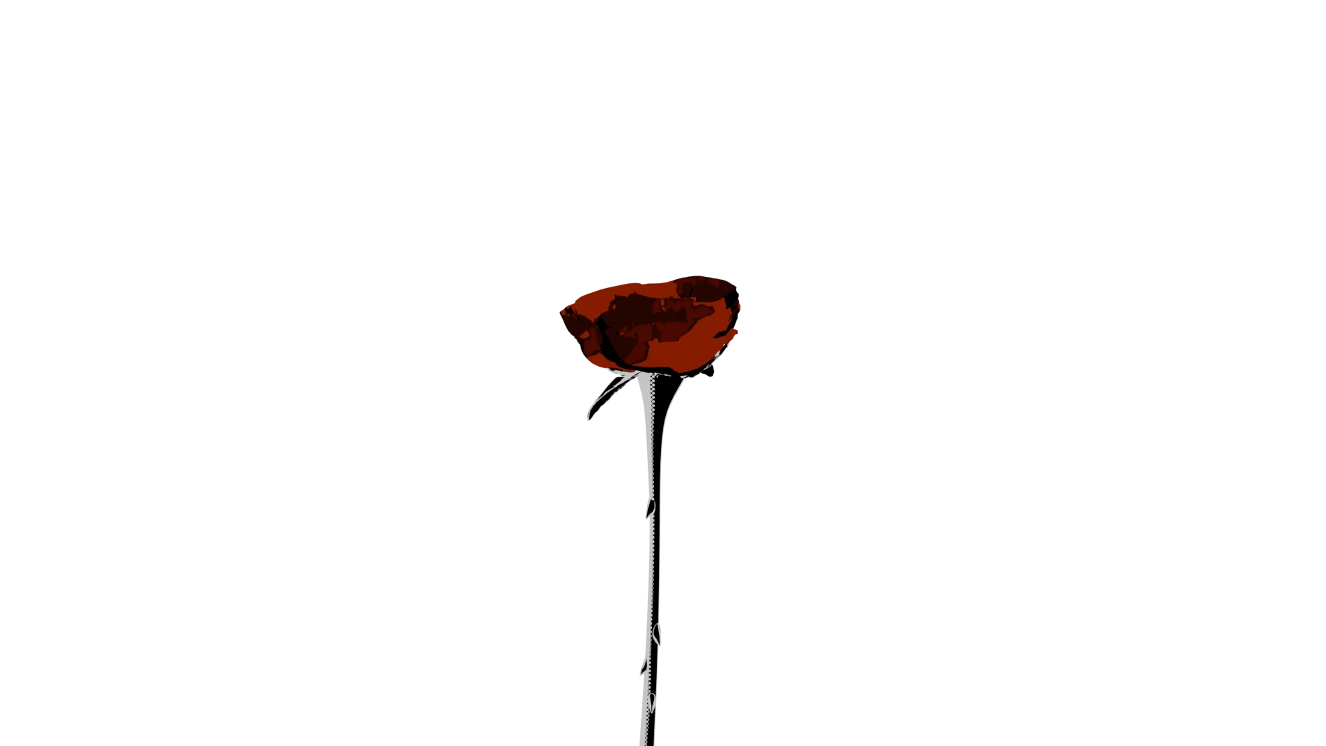 A dark red rose